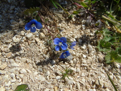 Veronica glauca