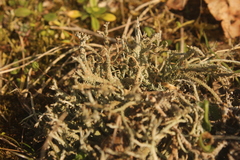 Cladonia