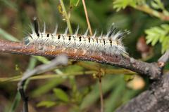 Grammodora nigrolineata