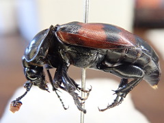 Nicrophorus hybridus