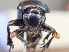 Nicrophorus hybridus