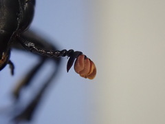 Nicrophorus hybridus