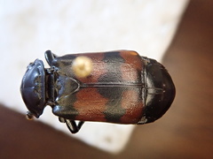 Nicrophorus hybridus