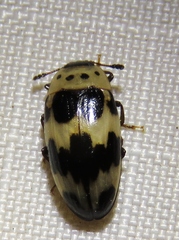 Ischyrus quadripunctatus