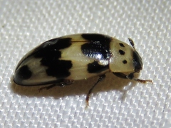 Ischyrus quadripunctatus
