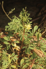 Ceratocapnos claviculata