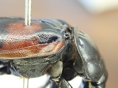 Nicrophorus hybridus