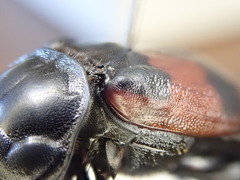 Nicrophorus hybridus