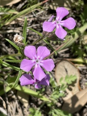 Phlox cuspidata