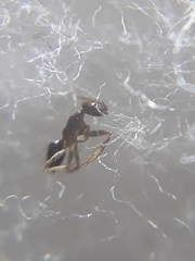 Nylanderia bourbonica