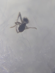 Nylanderia bourbonica