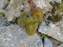 Umbilicus chloranthus