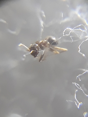 Nylanderia bourbonica