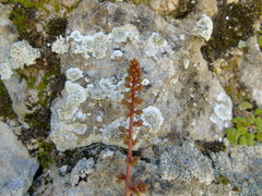 Umbilicus chloranthus