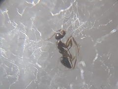 Nylanderia bourbonica