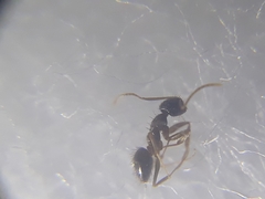 Nylanderia bourbonica