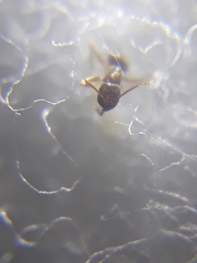 Nylanderia bourbonica