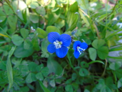 Veronica glauca