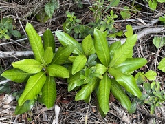 Myrsine cubana