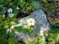 Stellaria cupaniana