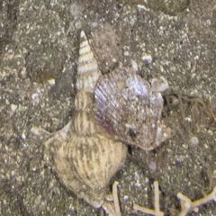 Arrhoges occidentalis