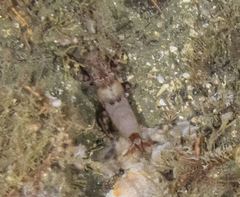 Lebbeus groenlandicus