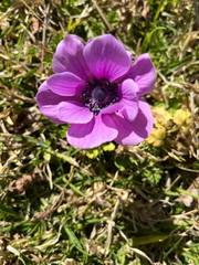 Anemone coronaria