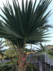 Dypsis decaryi