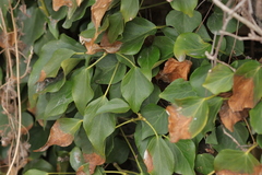 Hedera rhombea