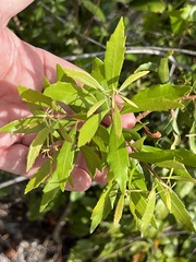Morella cerifera image