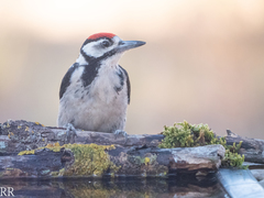 Dendrocopos major hispanus