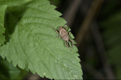 Cryptoderma