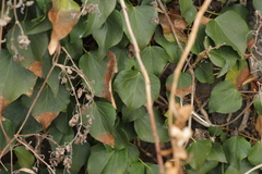 Hedera rhombea