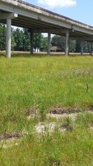 Physostegia longisepala