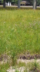 Physostegia longisepala