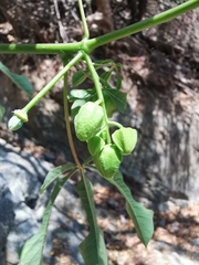 Manihot chlorosticta