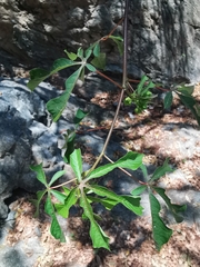 Manihot chlorosticta