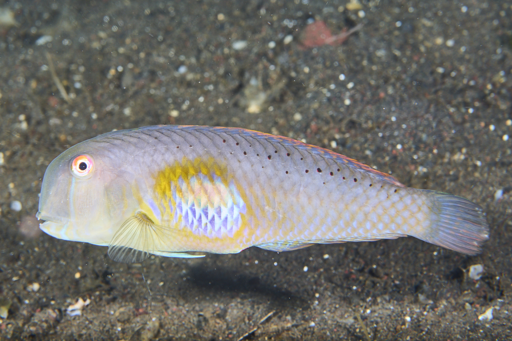 Fin-Spot Razor Wrasse