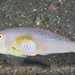 Yellowpatch Razorfish - Photo (c) Jean-Paul Cassez, some rights reserved (CC BY-NC), uploaded by Jean-Paul Cassez