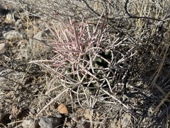 Homalocephala polycephala