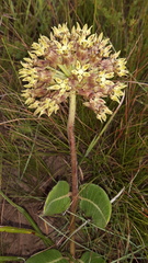 Asclepias macropus