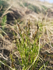 Carex praecox