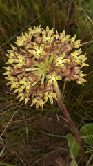 Asclepias macropus