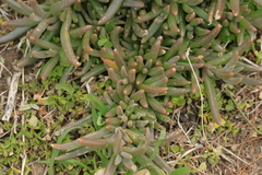 Lampranthus spectabilis