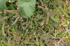 Lampranthus spectabilis