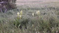 Eucomis pallidiflora pole-evansii