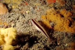 Gobius vittatus