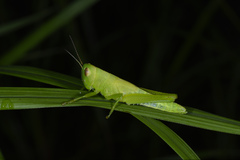 Hieroglyphus annulicornis