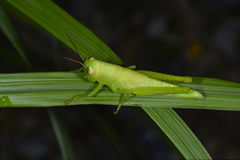 Hieroglyphus annulicornis