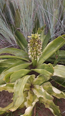Eucomis autumnalis clavata
